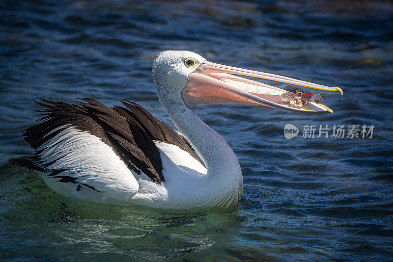 澳大利亚鹈鹕(Pelecanus anisoillatus)